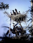 heron-nest_7-85
