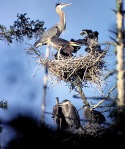 heron-nests-3a_7-85